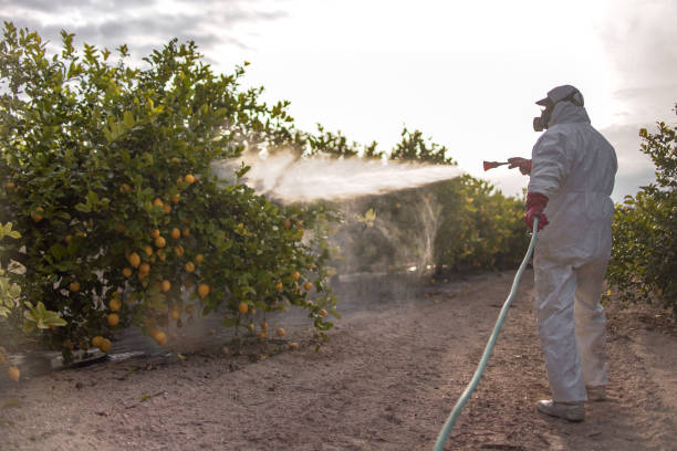Best Flea Control Services  in Lauderhill, FL