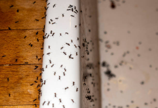 Best Local Pest Control Services  in Lauderhill, FL