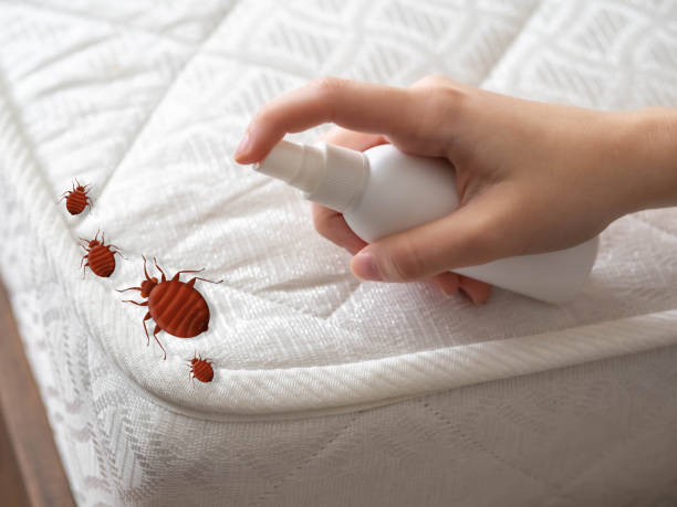 Best Termite Control Services  in Lauderhill, FL